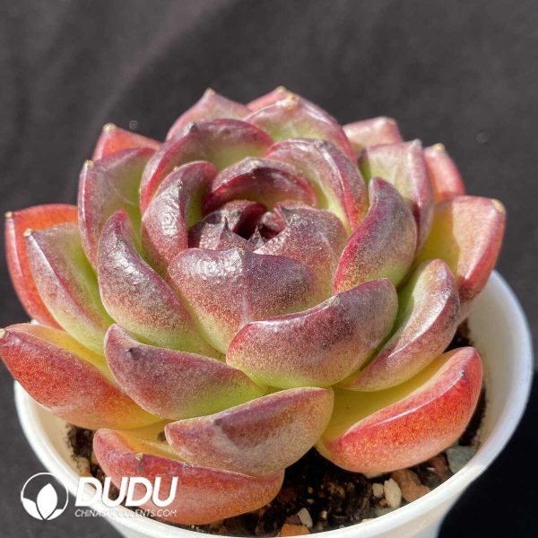 Echeveria Xuan Orange - Image 2