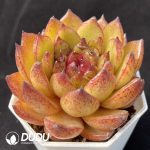 Echeveria Xuanmiao - Image 2