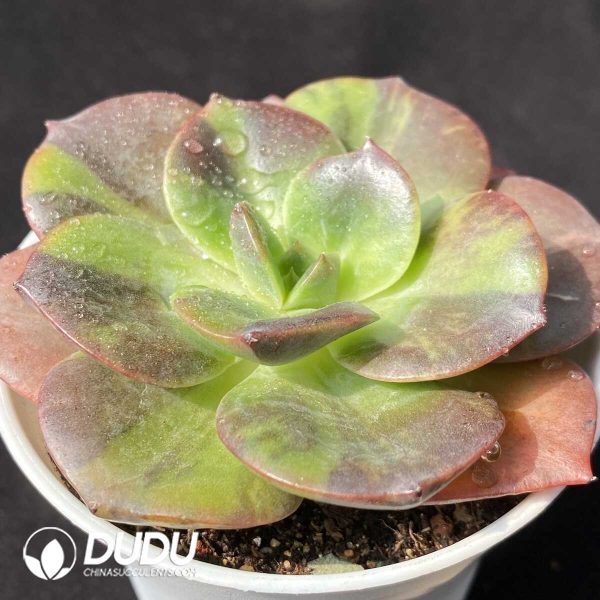 e202-779.jpg Echeveria Bluementa Variegated - Image 2