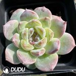Echeveria Crystal Grape - Image 2
