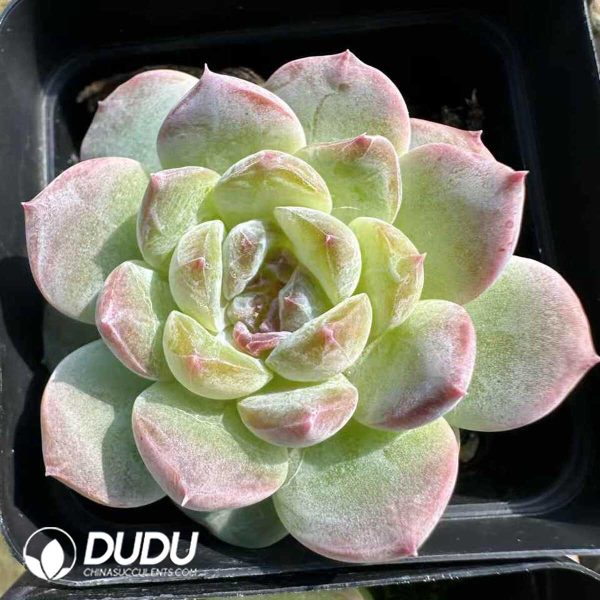 Echeveria Crystal Grape - Image 2