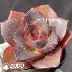 Echeveria Glowing Rose - Image 2