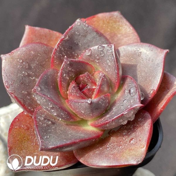 Echeveria Glowing Rose - Image 2