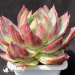 Echeveria Jinghong Fairy - Image 2