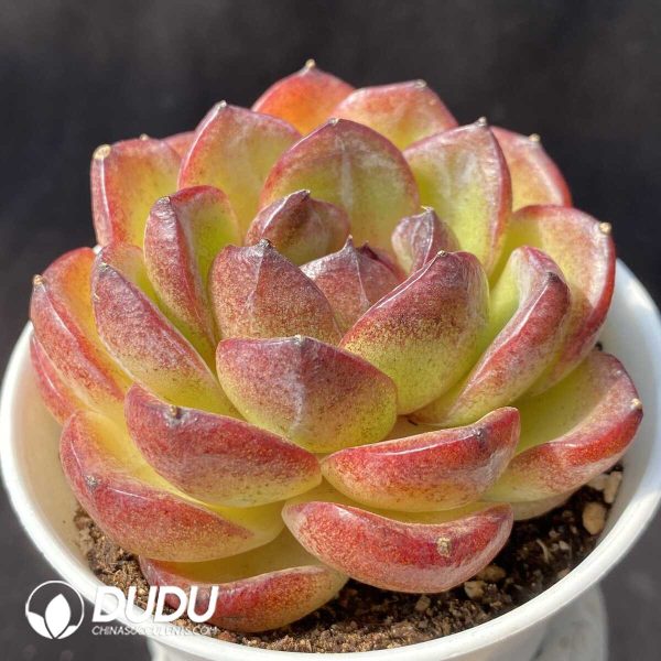 Echeveria Purple Rose - Image 2
