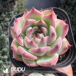 Echeveria Peach - Image 2