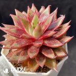 Echeveria Red Neptune - Image 2