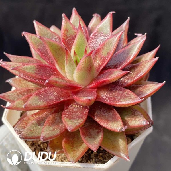 Echeveria Red Neptune - Image 2