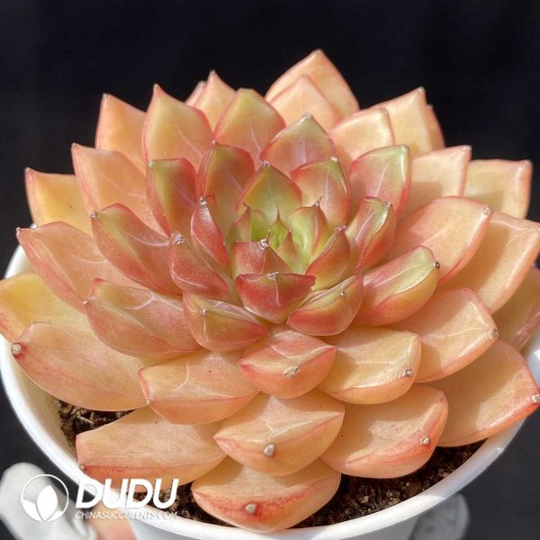 Echeveria MyBoo - Image 2