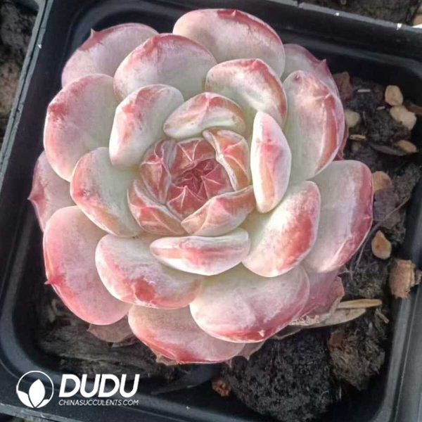 Echeveria Rock Sugar Crystals - Image 2