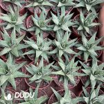 Haworthia Marginata 'White Edge' - Image 2