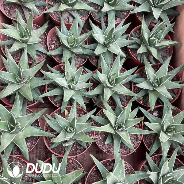 Haworthia Marginata 'White Edge' - Image 2