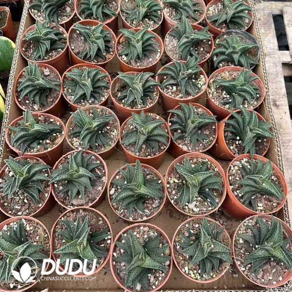 Haworthia Onigawara - Image 2