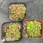 Mammillaria Bocasana cv.Fred - Image 2