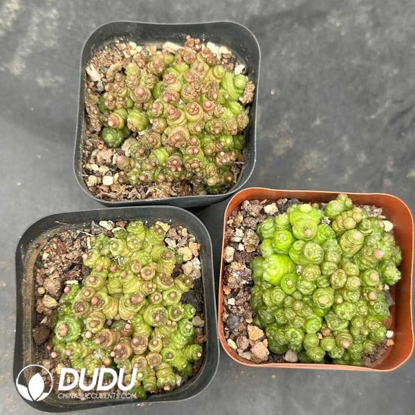 Mammillaria Bocasana cv.Fred - Image 2