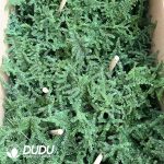 Ulmus parvifolia - Image 2