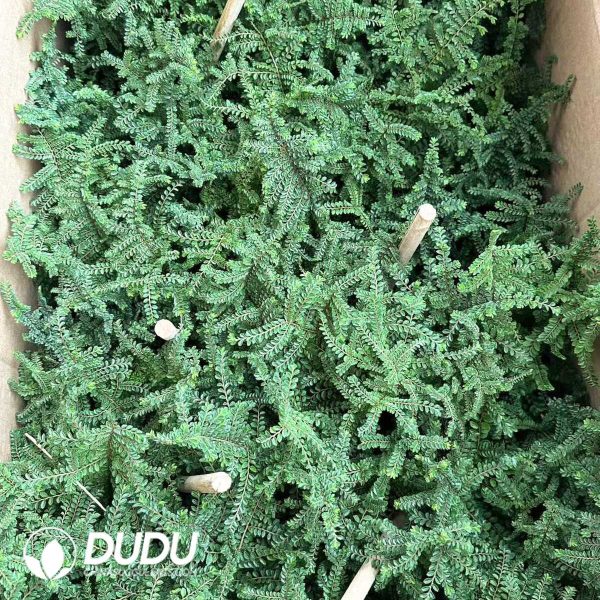 Ulmus parvifolia - Image 2