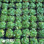 Saxifraga stolonifera - Image 2