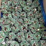 Adromischus maculatus - Image 2