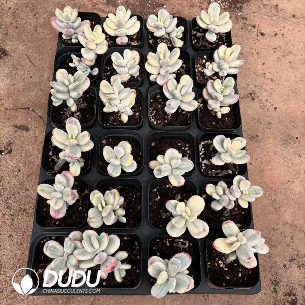 Cotyledon Orbiculata cv Variegated - Image 2