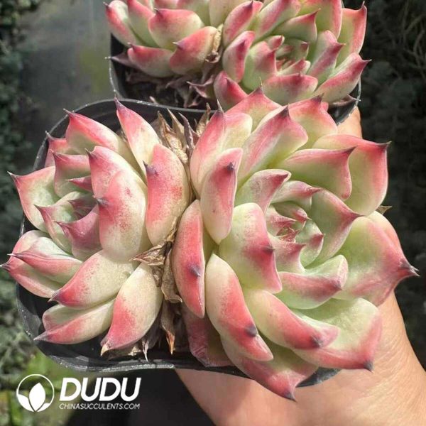 Echeveria Peach Double Heads - Image 2