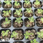 $0.58*72Pcs Pelargonium triste Seedlings - Image 2