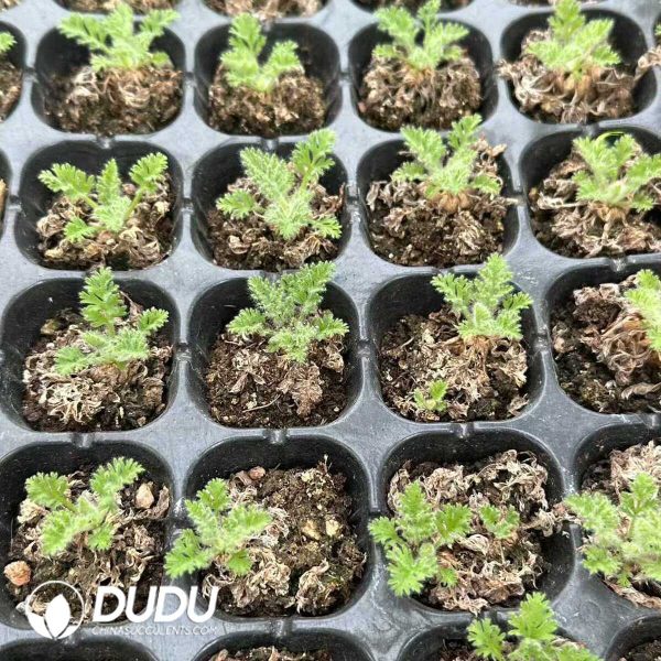 $0.58*72Pcs Pelargonium triste Seedlings - Image 2