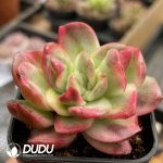 Echeveria Hannah Variegated Monstrose - Image 2