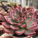 Echeveria Maria variegated - Image 2