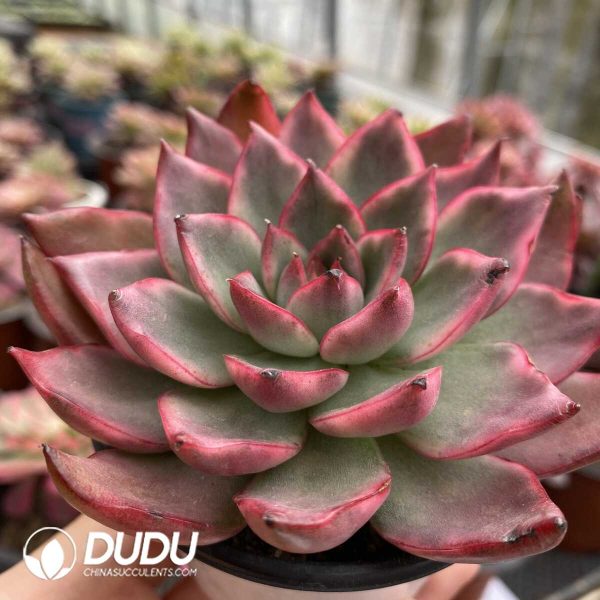 e202-802.jpg Echeveria Maria variegated - Image 2