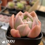 Echeveria Champagne Variegated - Image 2
