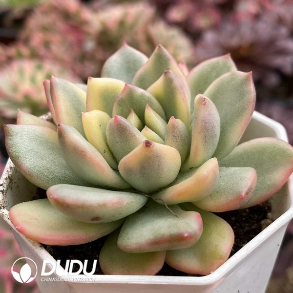 e202-804.jpg Echeveria Agavoides rose variegated - Image 2