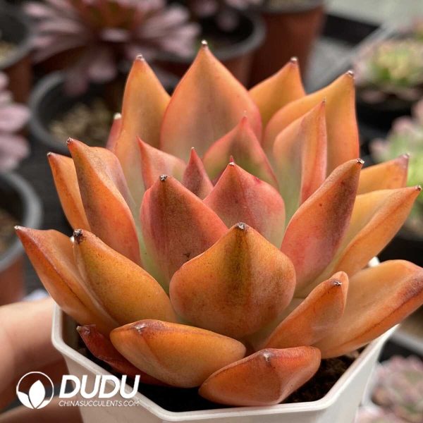 e202-805.jpg Echeveria Qiu Meila Variegated - Image 2