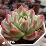 Echeveria Crystal Jenny Maria Variegated - Image 2