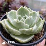 Echeveria Green Lake Variegated - Image 2