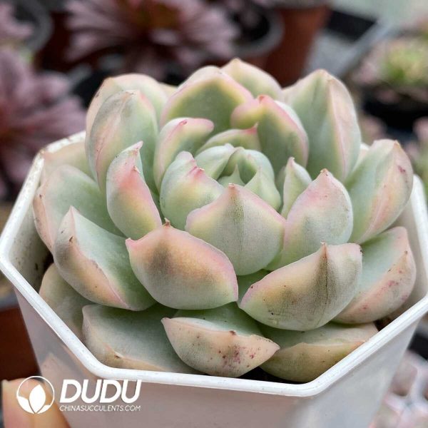 e202-808.jpg Echeveria Strawberry Cake Variegated - Image 2