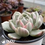Echeveria Black Rose Variegated - Image 2