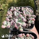 Sedum Tom Comics Clustering - Image 2