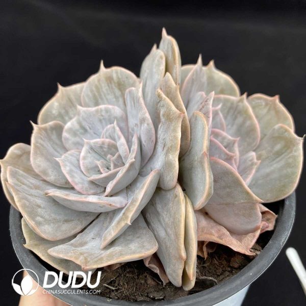 Echeveria Lucina Double Head - Image 2