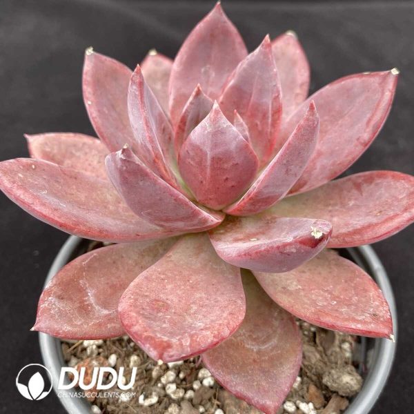 Echeveria Brown Sugar - Image 2