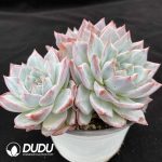 Echeveria Blue Bird Clustering - Image 2