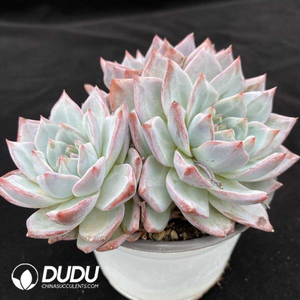 Echeveria Blue Bird Clustering - Image 2