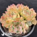 Echeveria Red Dust Clustering - Image 2