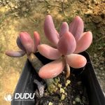 Pachyphytum Candy Beauty - Image 2