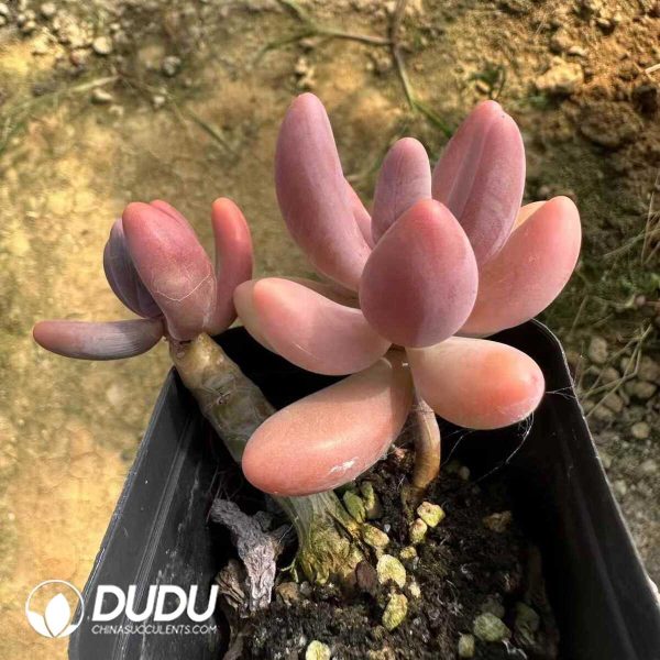 Pachyphytum Candy Beauty - Image 2