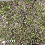 Conophytum Maughanii Mixed (600-800pcs) - Image 2