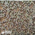 Lithops Nephrite (700-900pcs) - Image 2