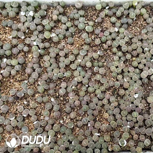 Lithops Nephrite (700-900pcs) - Image 2