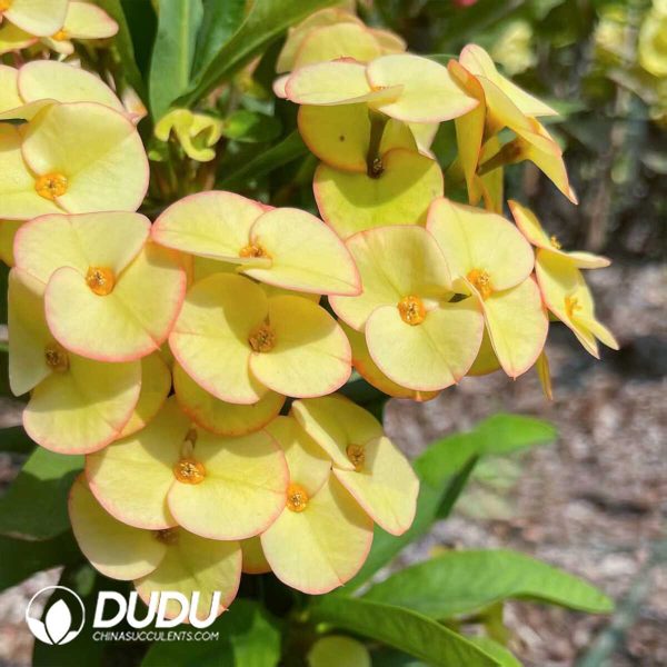 Euphorbia Emerald Paradise - Image 2