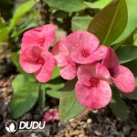 Euphorbia Taoyao - Image 2